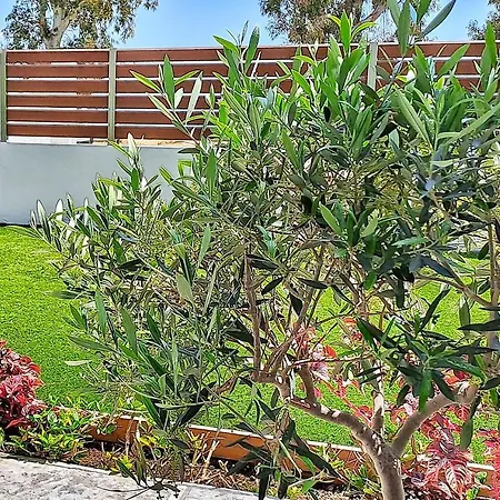 Olive House By The
